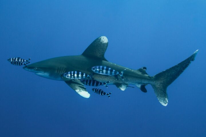 Liczba śmiertelnych ataków rekinów na człowieka wcale nie jest zatrważająca.